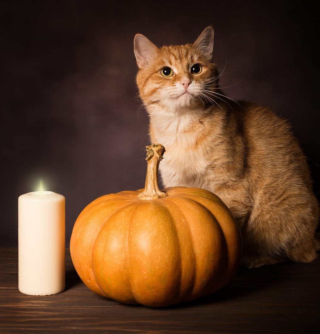 Red cat and pumpkin