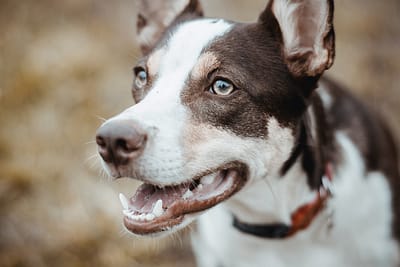 bruno-nascimento-428517-unsplash