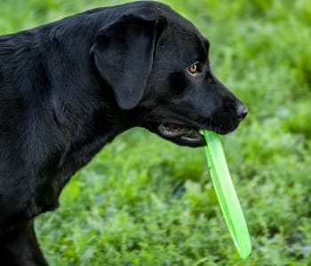 A labrador and a frisbee