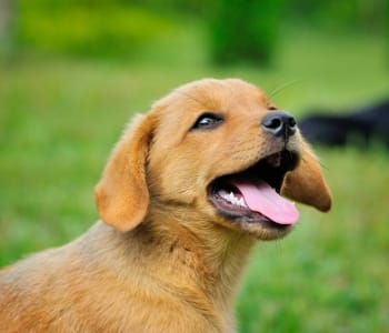 Funny little red dog outdoors