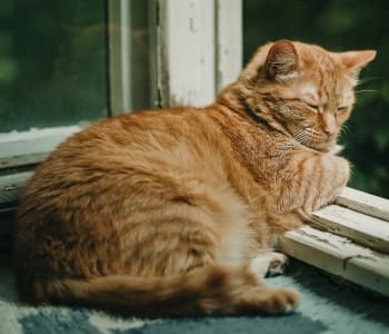 Ginger cat relaxing on a balcony