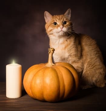 Red cat and pumpkin